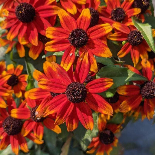 Brown Eyed Susan, Prairie Glow Coneflower