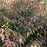 Leucothoe, Coastal Leucothoe