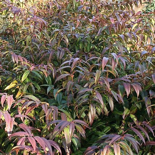 Leucothoe, Coastal Leucothoe