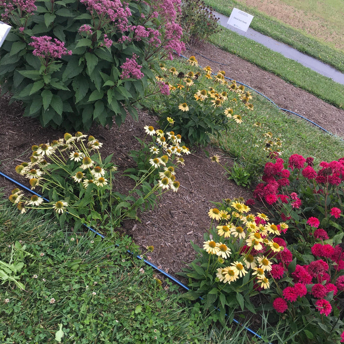 Coneflower, Mellow Yellows Echinacea