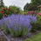Russian Sage, Denim 'N Lace Russian Sage