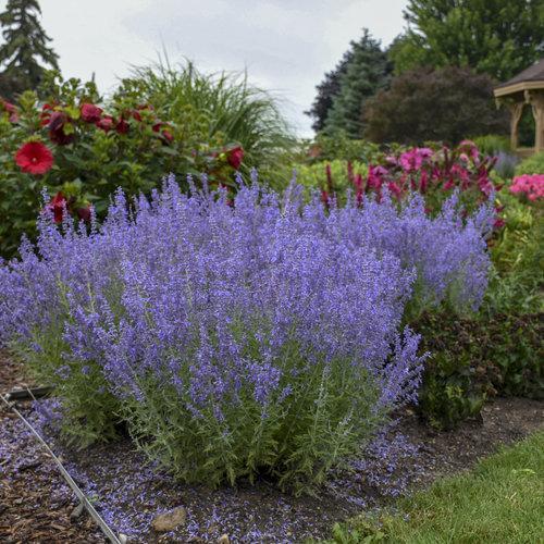 Russian Sage, Denim 'N Lace Russian Sage