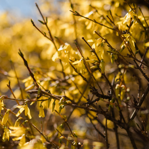 Forsythia, Meadowlark Forsythia