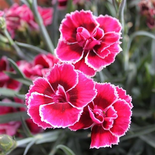 Dianthus, EverLast™ Burgundy Blush Dianthus