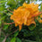 Azalea, Calendulaceum