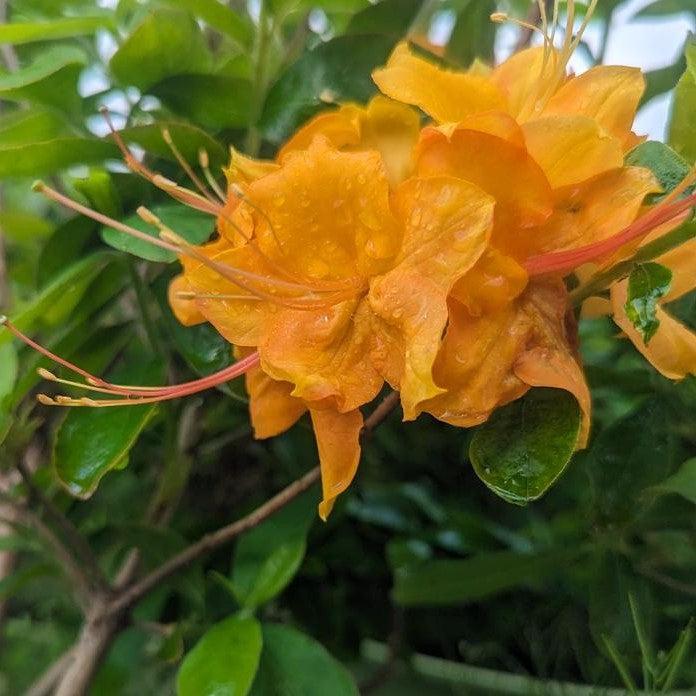 Azalea, Calendulaceum