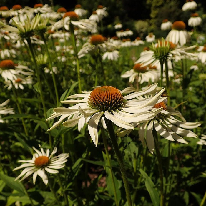 Coneflower, White Swan Echinacea, Coneflower