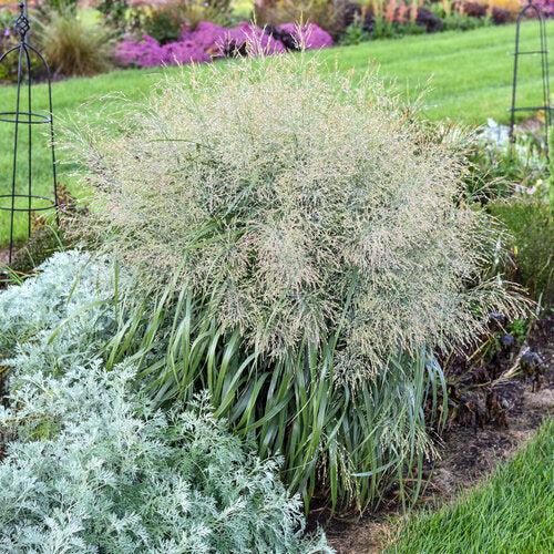 Grass, Prairie Winds® Niagara Falls Switch Grass