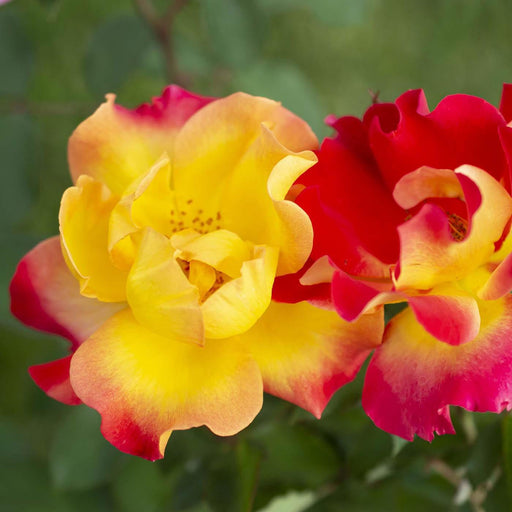 Rose, Sunset Horizon™ Rose
