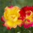 Rose, Sunset Horizon™ Rose