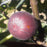 Fig, Chicago Hardy Fig