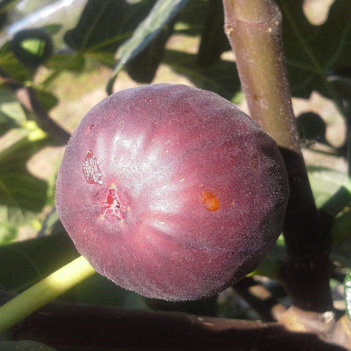 Fig, Chicago Hardy Fig