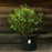 Fothergilla, Mount Airy Fothergilla