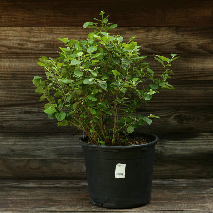 Fothergilla, Mount Airy Fothergilla