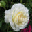 Rose, First Editions® The Finest™ Rose