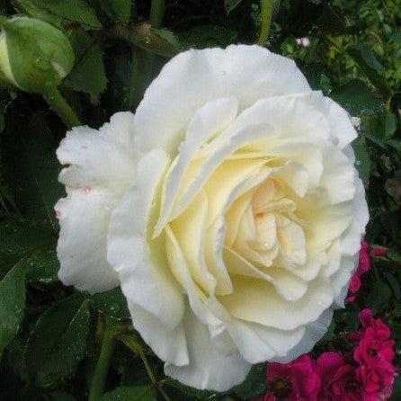 Rose, First Editions® The Finest™ Rose