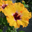 Hibiscus, Hollywood™ Golden Globe™ Tropical Hibiscus