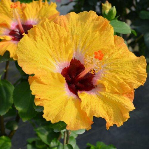 Hibiscus, Hollywood™ Golden Globe™ Tropical Hibiscus