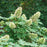 Hydrangea, PW® Gatsby Glow Ball® Hydrangea