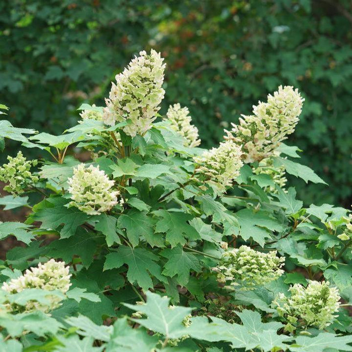Hydrangea, PW® Gatsby Glow Ball® Hydrangea