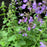 Catmint, Cat's Pajamas Catmint