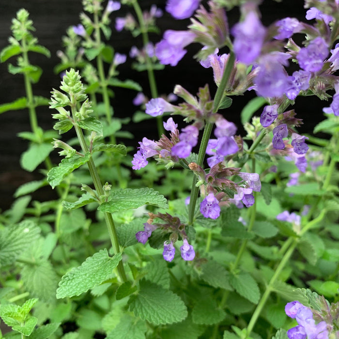Catmint, Cat's Pajamas Catmint
