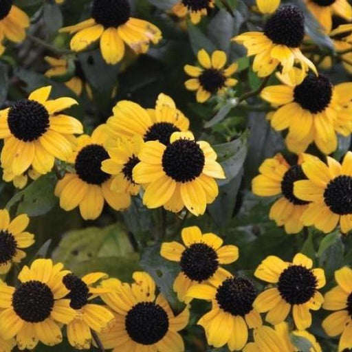 Black Eyed Susan, Blackjack Gold