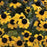 Black Eyed Susan, Blackjack Gold