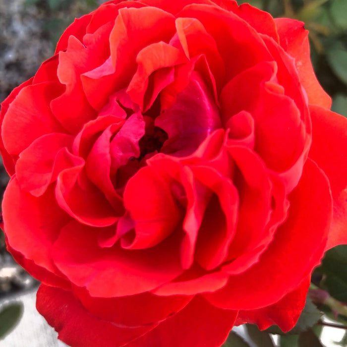 Rose, True Bloom™ True Passion™ Rose