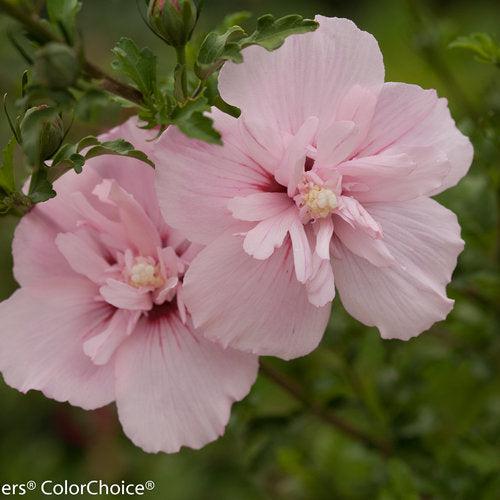 Hibiscus, Pink Chiffon® Rose of Sharon