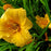 Daylily, Apricot Sparkles Daylily