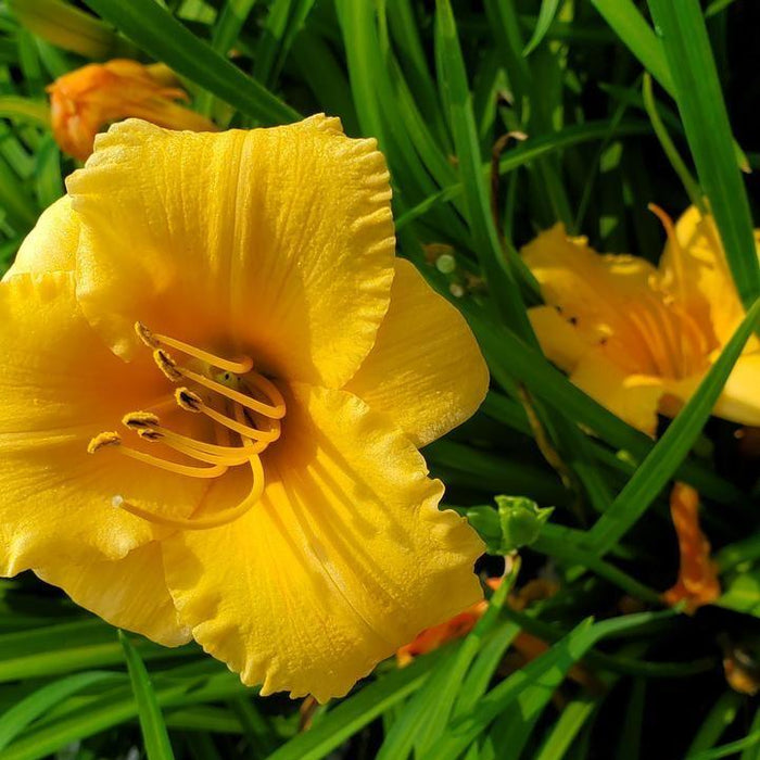 Daylily, Apricot Sparkles Daylily
