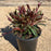 Gaura lindheimeri 'Kleau 04263'  - Belleza™ Dark Pink Gaura