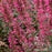 Hyssop, Morello Hyssop