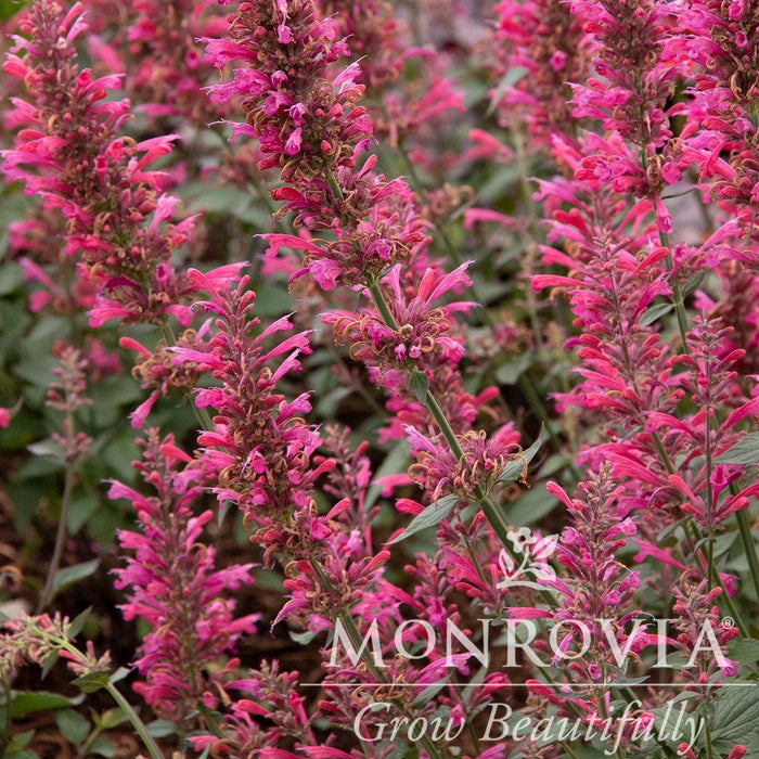 Hyssop, Morello Hyssop