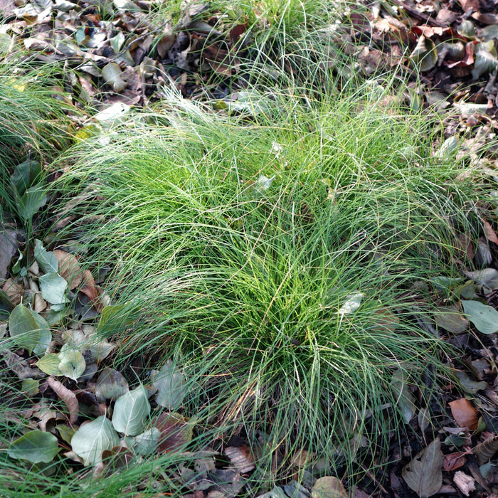 Sedge, Appalachian Sedge