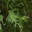 Arborvitae, Green Giant Arborvitae