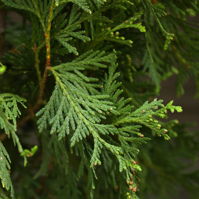 Arborvitae, Green Giant Arborvitae