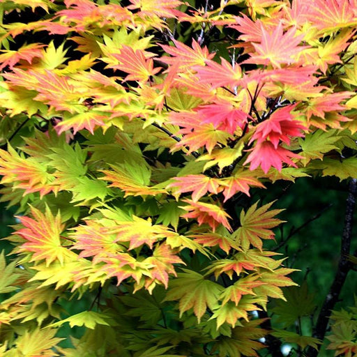 Maple, Autumn Moon Japanese Maple