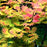 Maple, Autumn Moon Japanese Maple