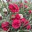 Dianthus, PW® Fruit Punch® Cranberry Cocktail Dianthus