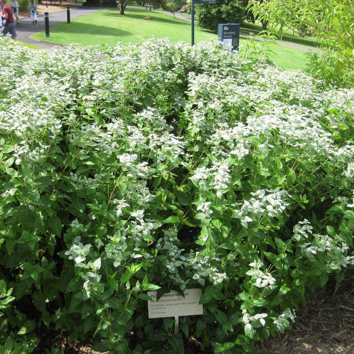 Pycnanthemum muticum  - Mountain Mint
