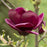 Magnolia, Genie Magnolia