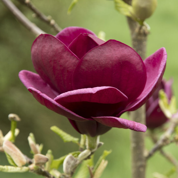 Magnolia, Genie Magnolia