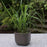 Grass, Lemongrass