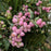 Coralberry, First Editions® Candy™ Coralberry