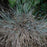 Grass, Blue Fescue