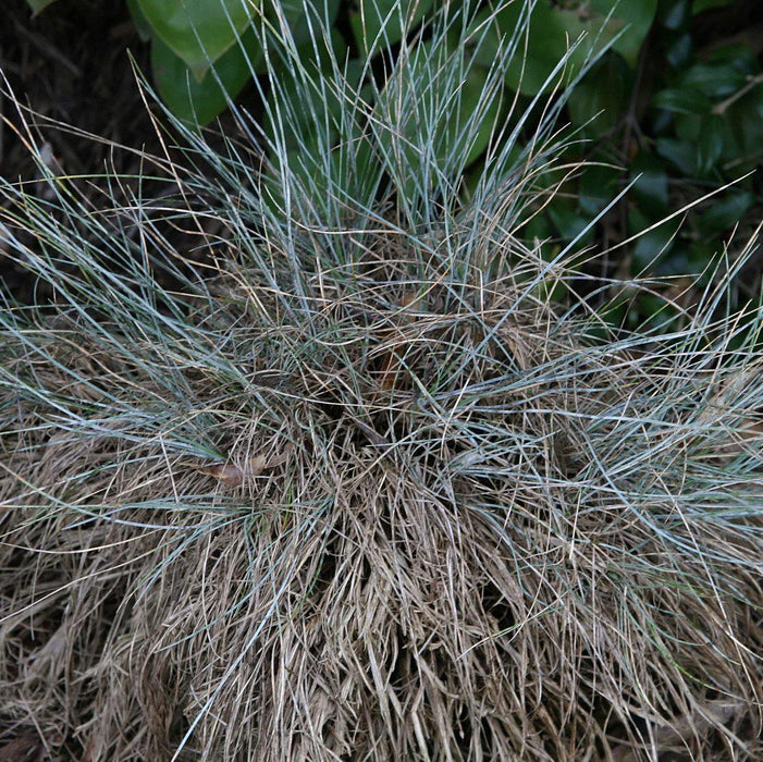 Grass, Blue Fescue
