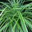 Sedge, Ice Dance Sedge