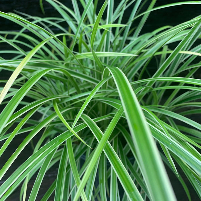 Sedge, Ice Dance Sedge